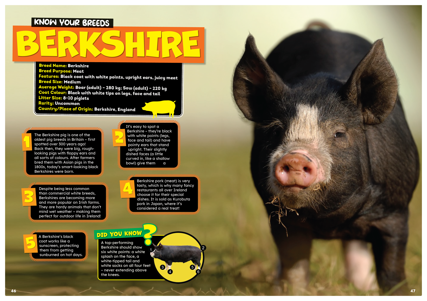 Get AG MAG Delivered – 6 Issues a Year!